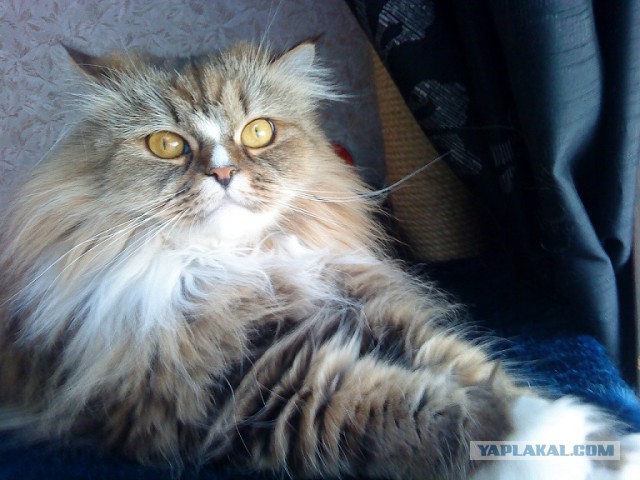 Котовторник   31.12.  2013