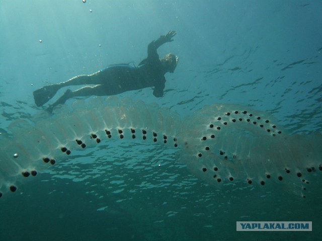 Необычное прозрачное морское существо