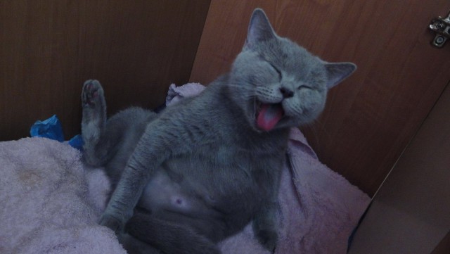 Котовторник 01.07.2014