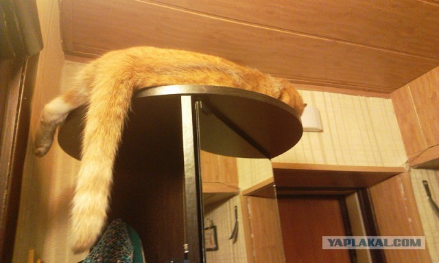 Котовторник 05.08.2014