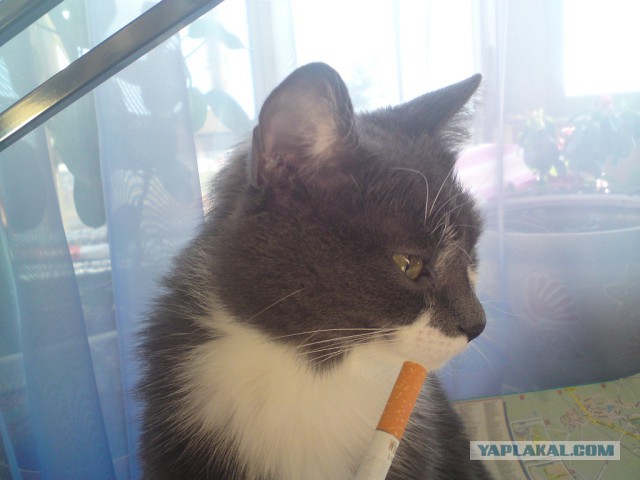 Кошка по имени Мышь