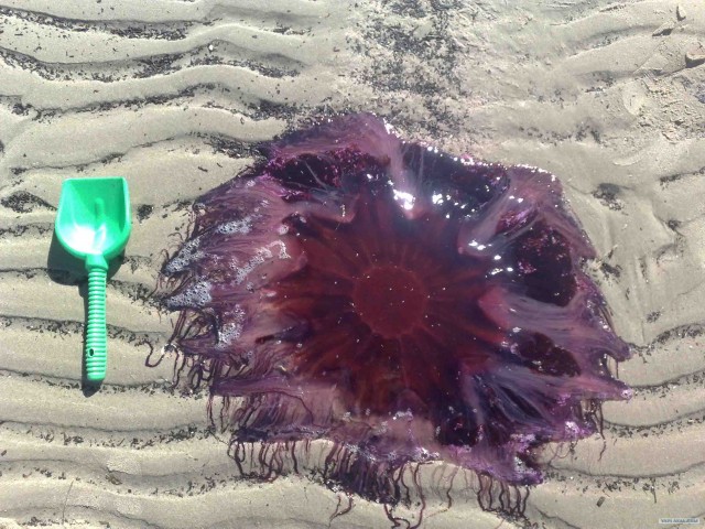 Огромная медуза на пляже
