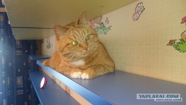 Котовторник 11.11.2014