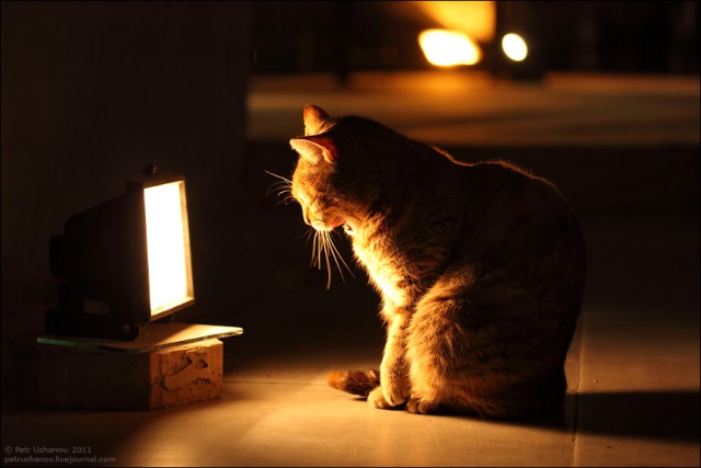 Можно ли неделю кормить семью на 1 500 рублей