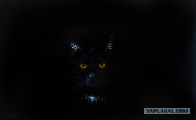 Моим котам