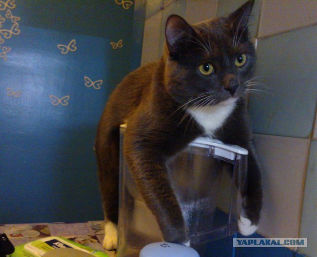 Котовторник 27.01.2015