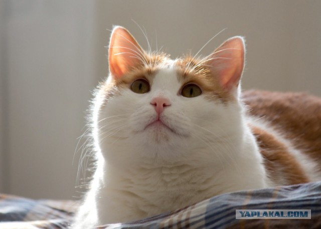Котовторник 26.01.2016