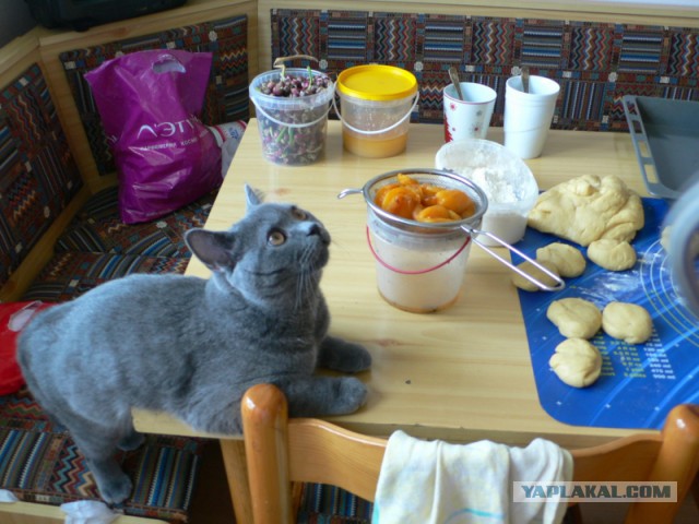 Котовторник