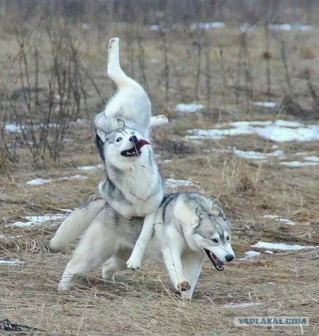 Прикольные животные