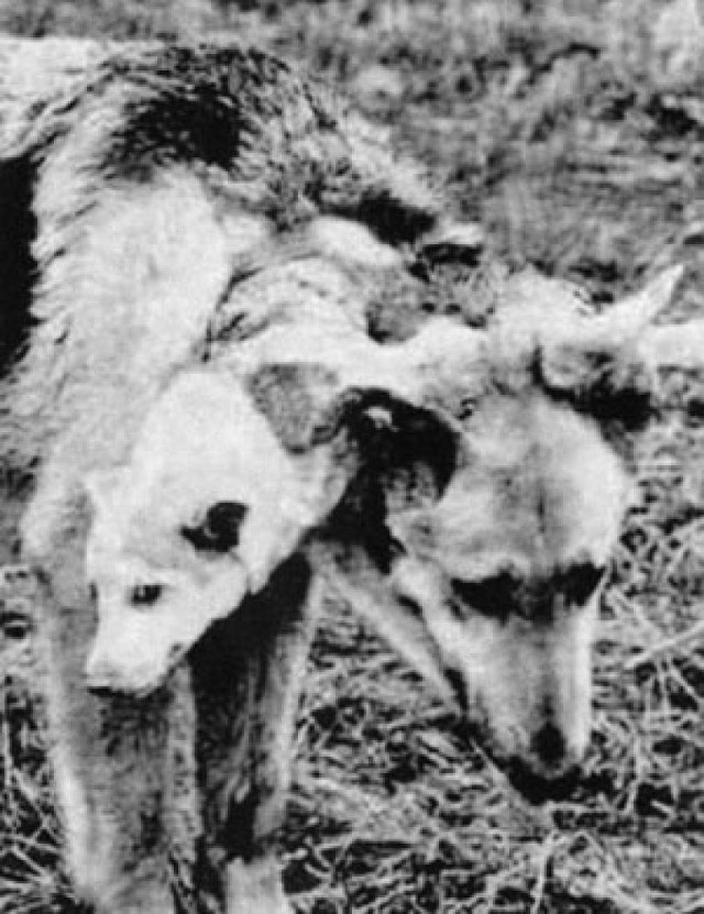Chernobyl wildlife camera traps. Definition of "awkward moose" Rare horses, Cher