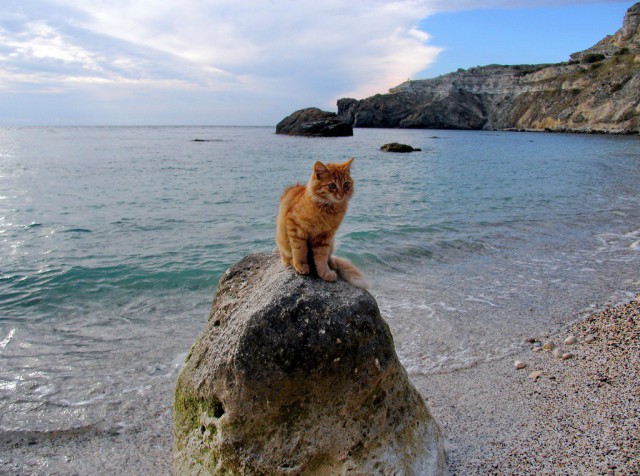 Морские котики