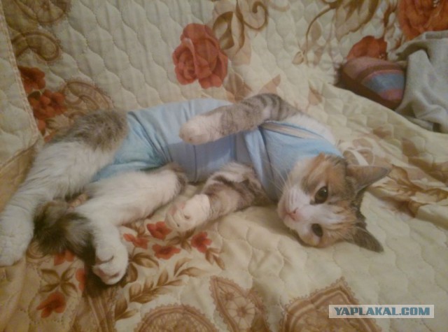 Котовторник 01.11.2016 г.
