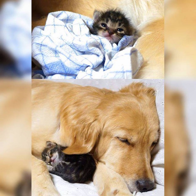 Коты из сети