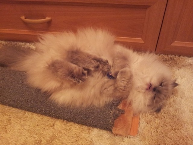 Покажи свою киску?