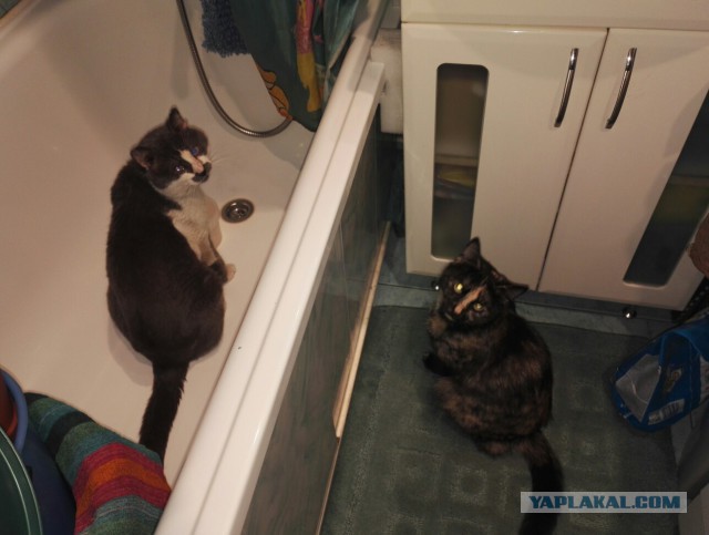 Коты и Кошки