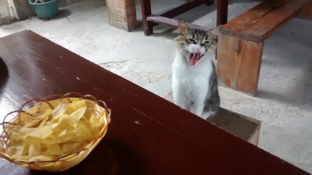Коты и Кошки