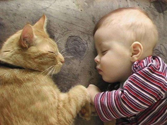 Коты и Кошки