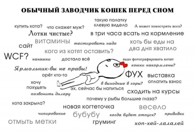 Котовторник 27.06.2017