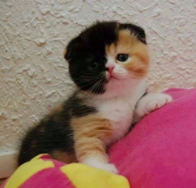 Коты и Кошки