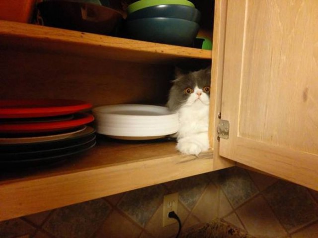Коты и Кошки