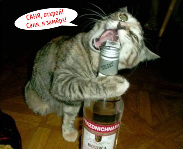 Я не умею рисовать котов? Да ладно...
