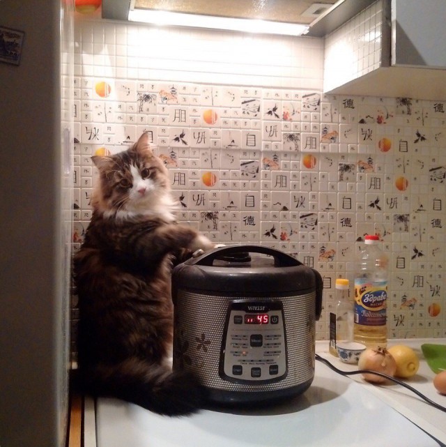 20 шикарных фотографий, в которых вся суть котов