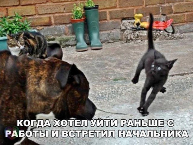 Просто юмор 13