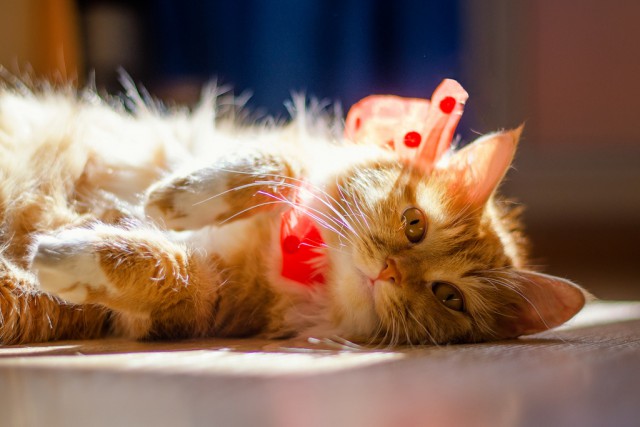 Котовторник