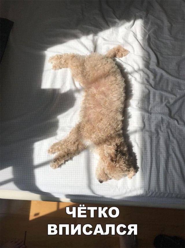 Живность из сети