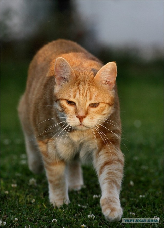 Рыжий котовторник на ЯПлакал!, Смотрим  и добавляем!