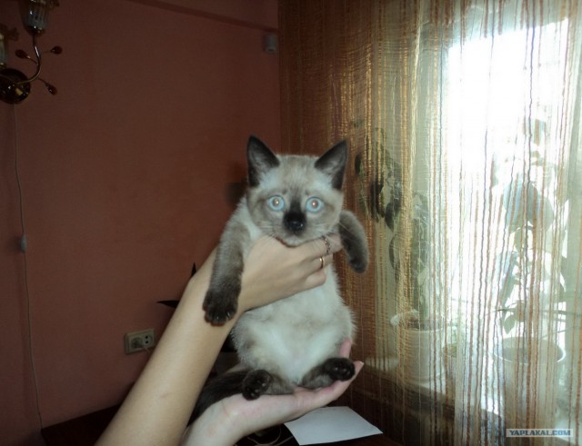 Котовторник?