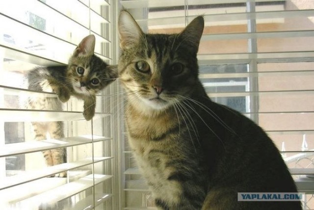Котовторник. А как же?!