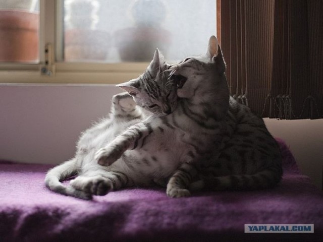 Котовторник: Кошки и ягнёнок