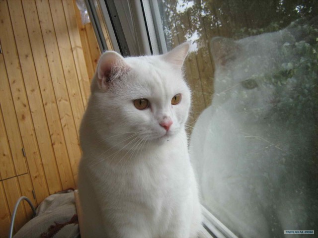 Профессиональный котовторник