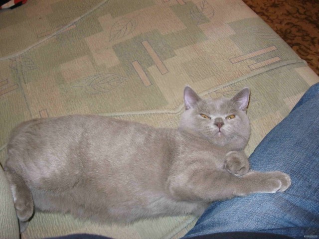 Котовторник 1.11.11