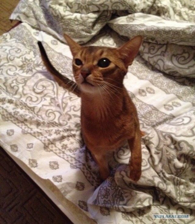 Котовторник (14.02.2012)