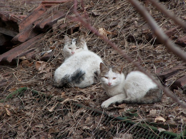 КОТОВТОРНИК (6.03.2012)