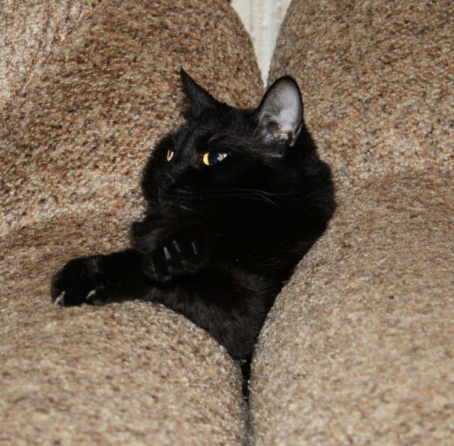 Котовторник! 13.03.2012