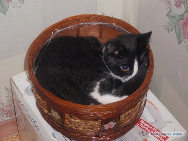 Котовторник 1 мая 2012