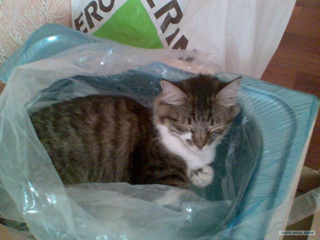 Котовторник 07.08.2012