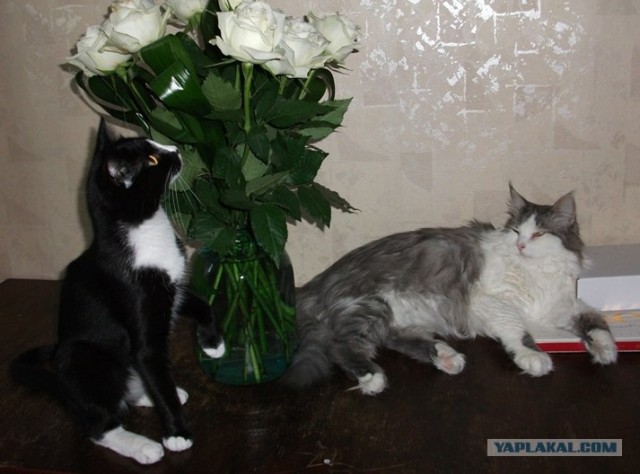Котовторник  21.08.12