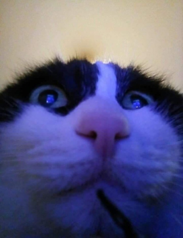 Забавные фото котеек