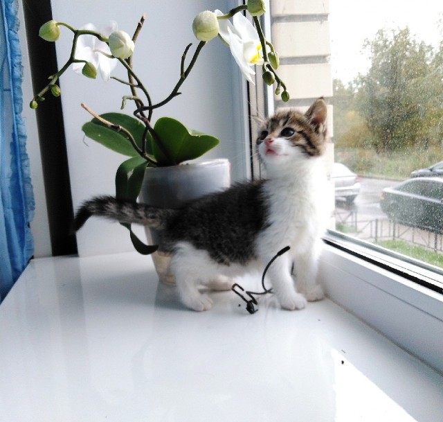 Забавные фото котеек