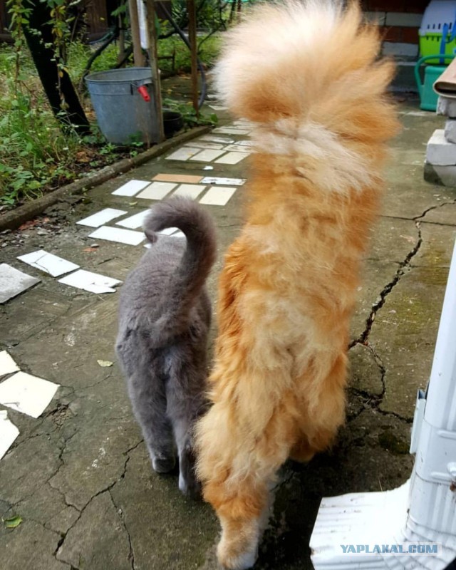 ЯП в кошках