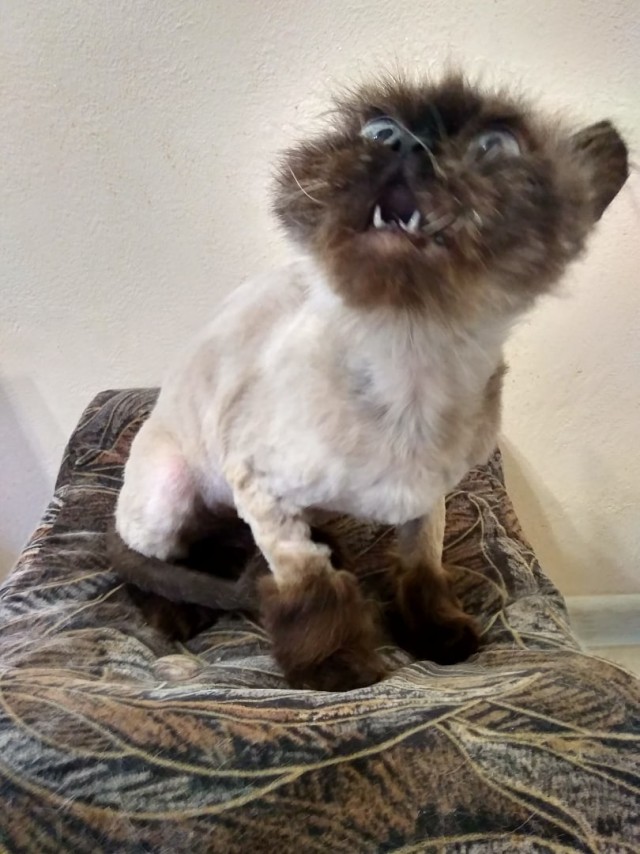 Коты из сети