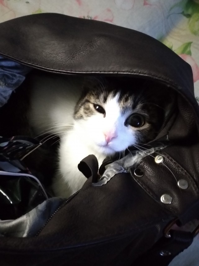 Котики