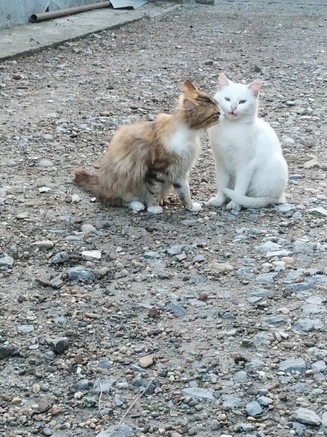 Забавные животные