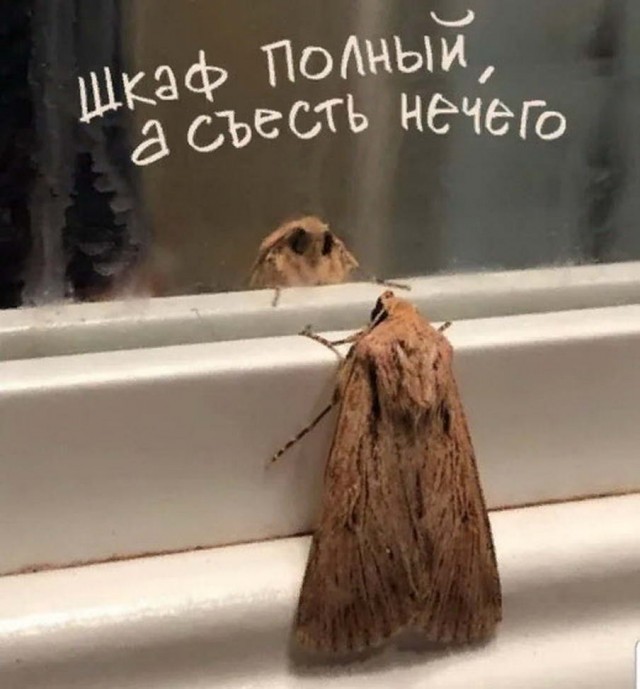 Чуток картинок 20.06.20