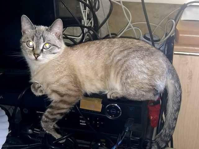 Коты, которые спят где попало и как попало