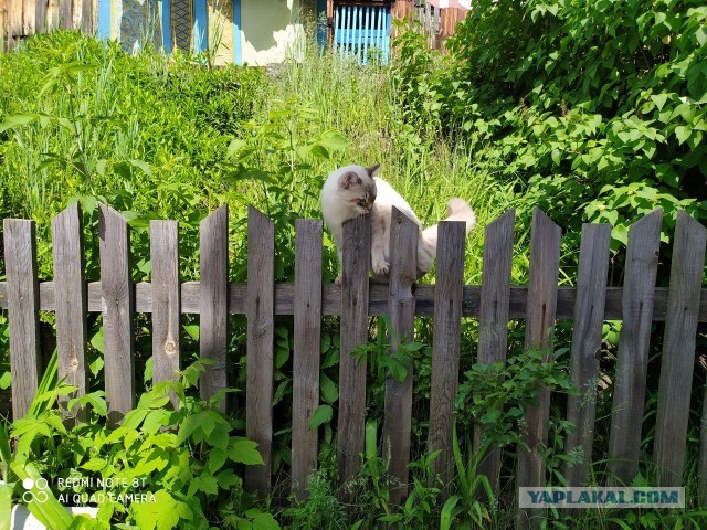 Помогите определить породу кота